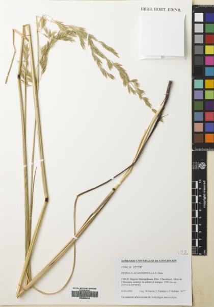 Festuca acanthophylla [Espécimen: ]