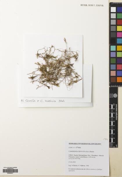 Camissonia dentata [Espécimen: ]
