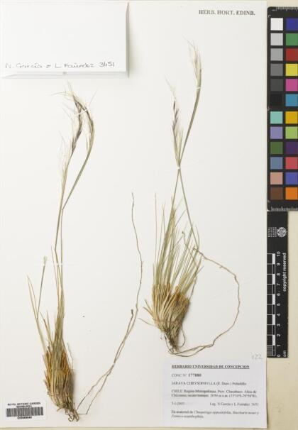 Pappostipa chrysophylla [Espécimen: ]