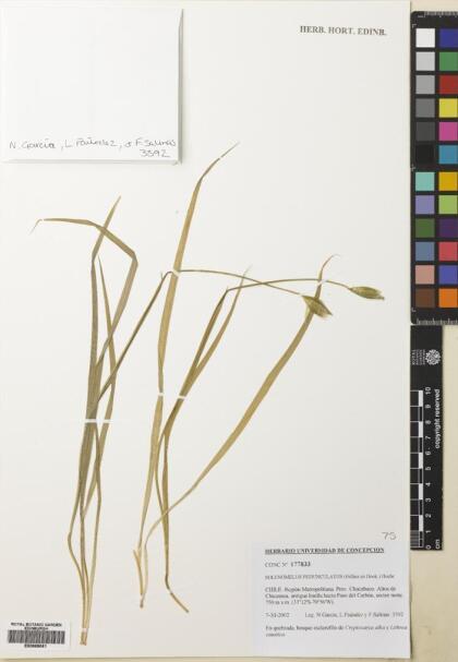 Solenomelus pedunculatus [Espécimen: ]