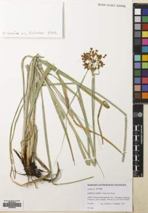 Rhodoscirpus asper [Espécimen: ]