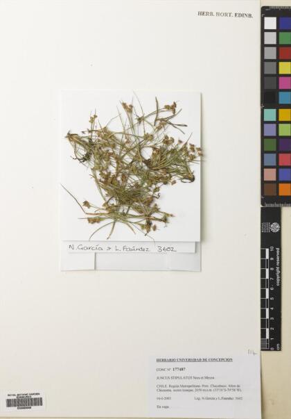 Juncus stipulatus [Espécimen: ]