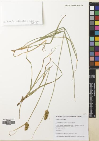 Carex bracteosa [Espécimen: ]