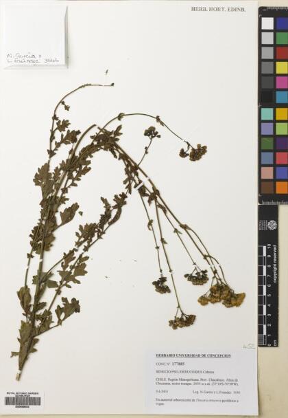 Senecio pseuderucoides [Espécimen: ]