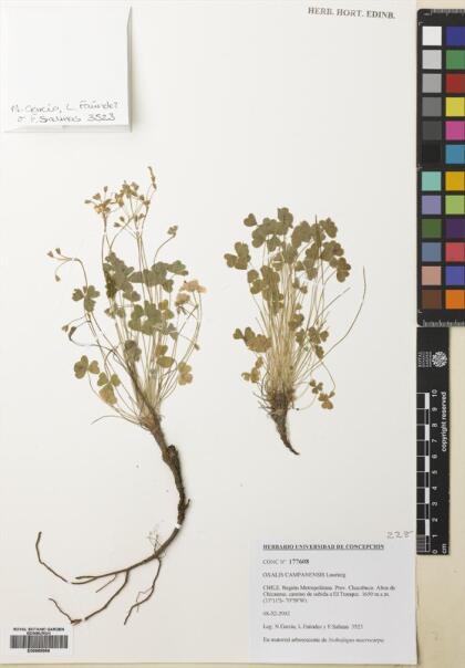Oxalis campanensis [Espécimen: ]