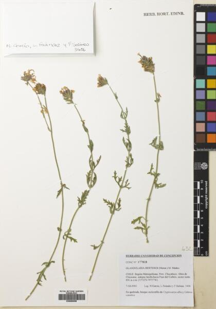 Glandularia berteroi [Espécimen: ]