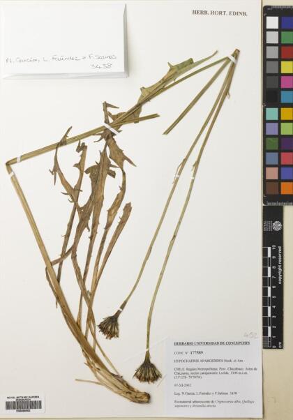 Hypochaeris apargioides [Espécimen: ]