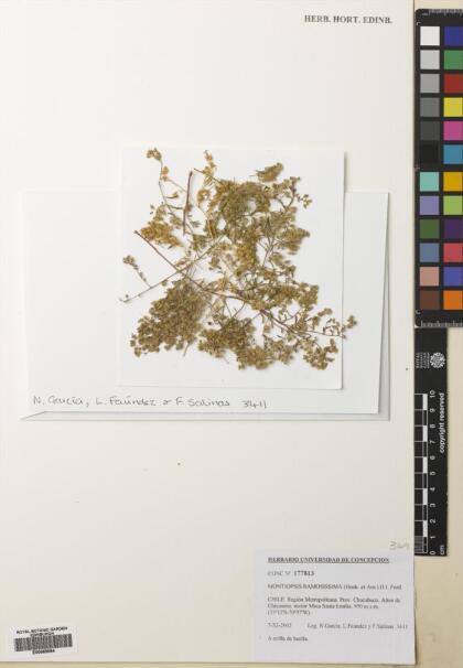 Montiopsis ramosissima [Espécimen: ]