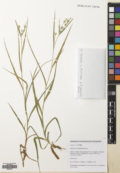 Juncus cyperoides [Espécimen: ]