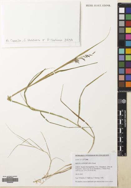 Melica longiflora [Espécimen: ]