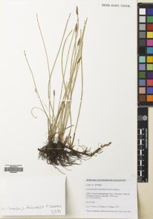 Eleocharis macrostachya [Espécimen: ]