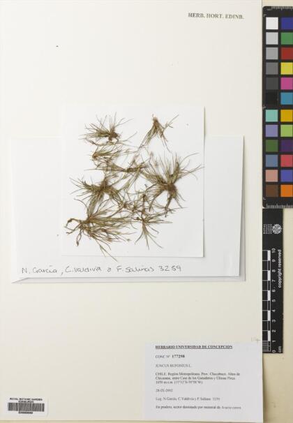 Juncus bufonius [Espécimen: ]