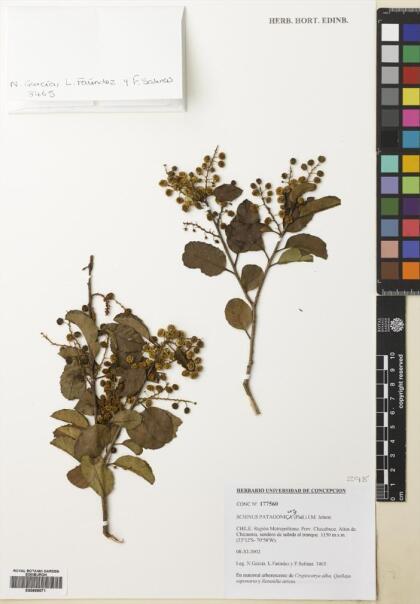 Schinus patagonica [Espécimen: ]