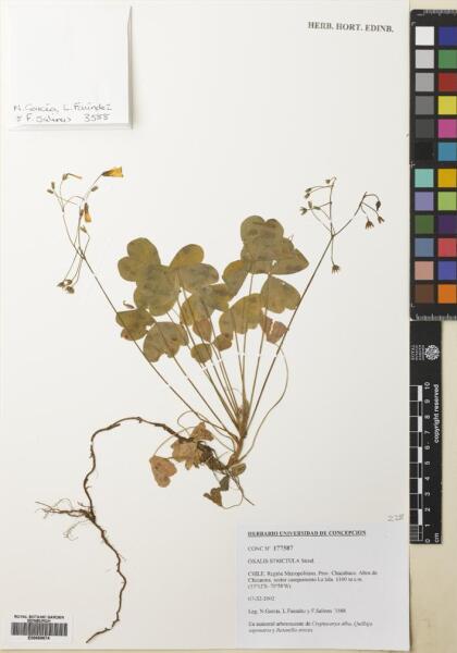 Oxalis strictula [Espécimen: ]