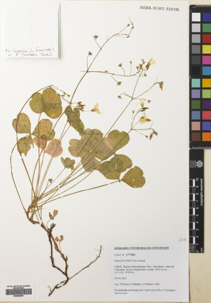 Oxalis strictula [Espécimen: ]