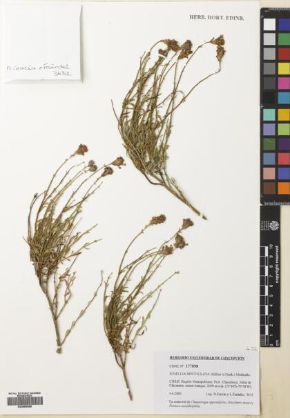 Junellia spathulata [Espécimen: ]