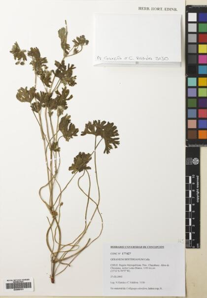 Geranium berteroanum [Espécimen: ]