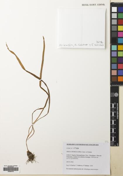 Miersia humilis [Espécimen: ]