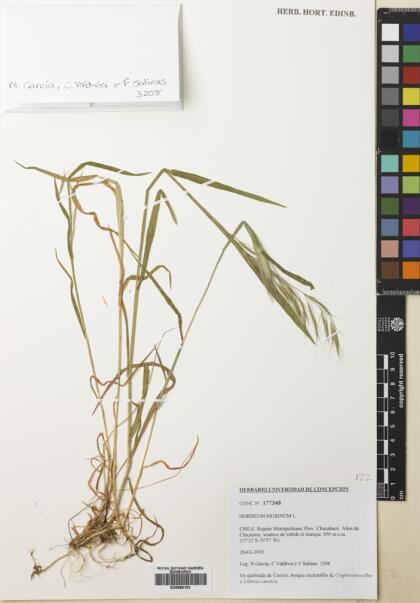Hordeum murinum [Espécimen: ]