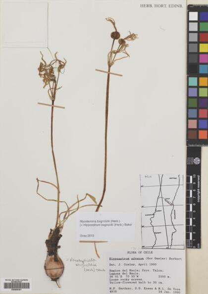 Zephyranthes bagnoldii [Espécimen: ]