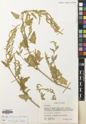 Atriplex chilensis [Espécimen: ]