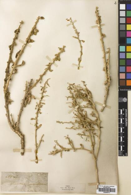 Tetragonia maritima [Espécimen: ]