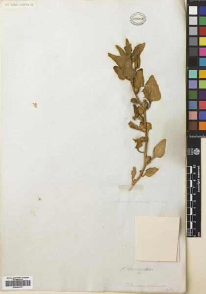 Tetragonia tetragonoides [Espécimen: ]
