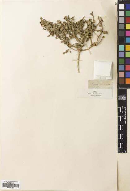 Tetragonia macrocarpa [Espécimen: ]