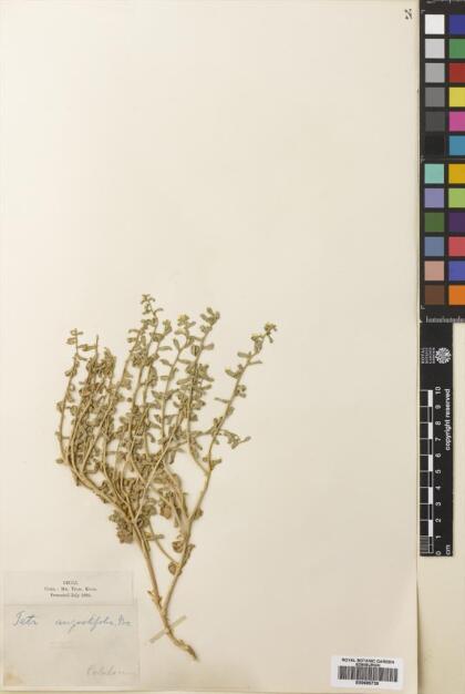 Tetragonia angustifolia [Espécimen: ]
