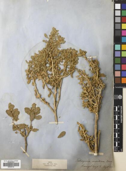 Tetragonia maritima [Espécimen: ]