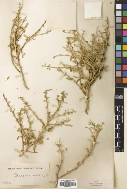 Tetragonia maritima [Espécimen: ]