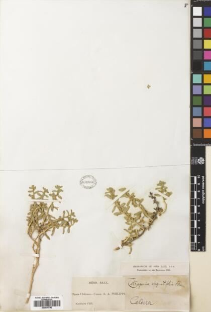 Tetragonia angustifolia [Espécimen: ]