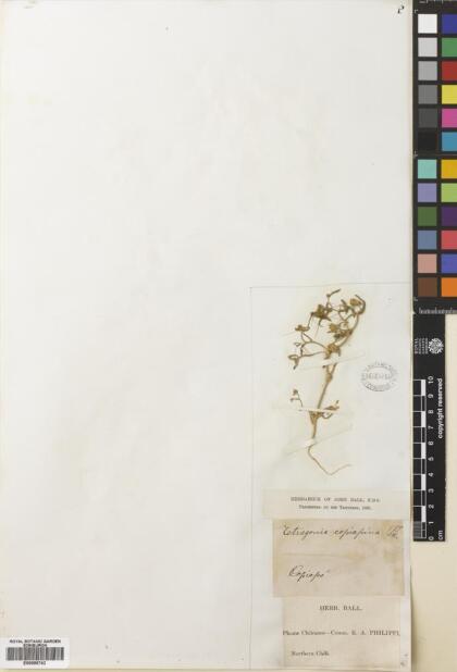 Tetragonia copiapina [Espécimen: ]