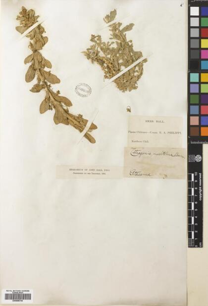 Tetragonia maritima [Espécimen: ]