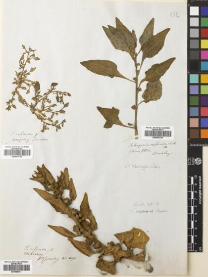 Tetragonia tetragonoides [Espécimen: ]