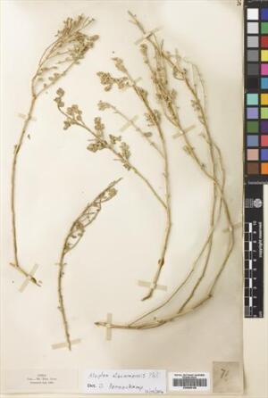 Atriplex atacamensis [Espécimen: ]