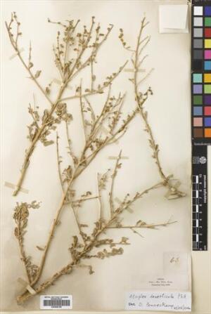 Atriplex retusa [Espécimen: ]