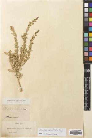 Atriplex retusa [Espécimen: ]
