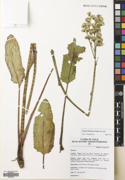 Senecio fistulosus [Espécimen: ]