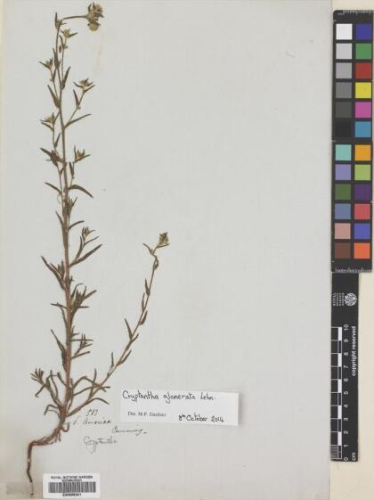 Cryptantha glomerata [Espécimen: ]