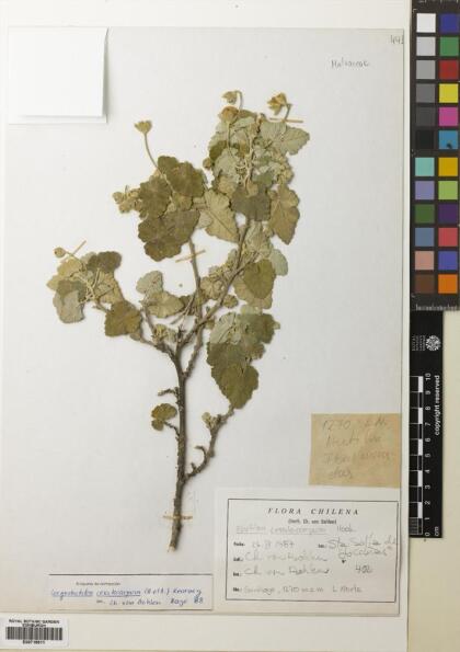 Corynabutilon ceratocarpum [Espécimen: ]