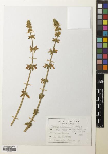 Stachys albicaulis [Espécimen: ]