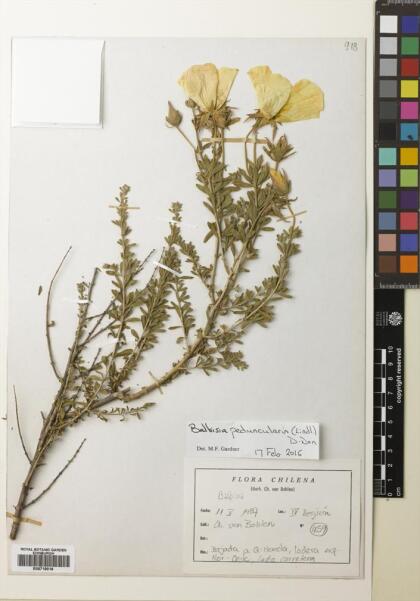 Balbisia peduncularis [Espécimen: ]