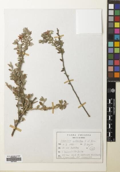Krameria cistoidea [Espécimen: ]
