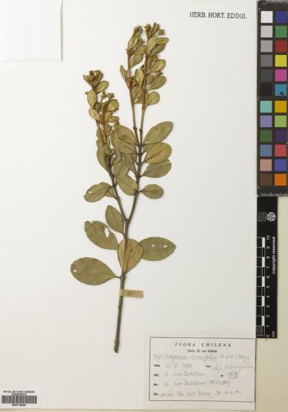 Myrceugenia correifolia [Espécimen: ]