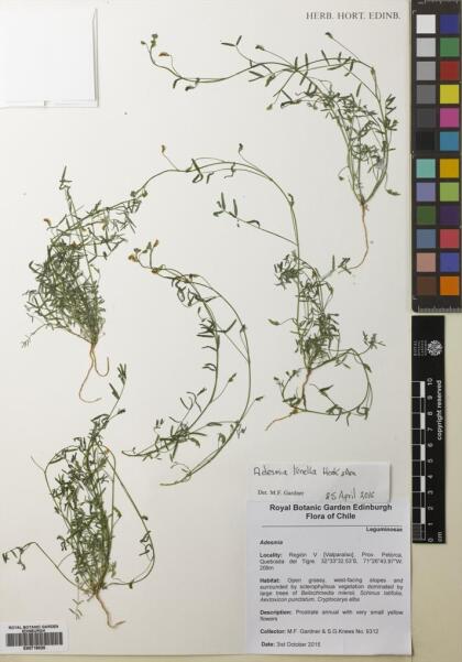 Adesmia filifolia [Espécimen: ]
