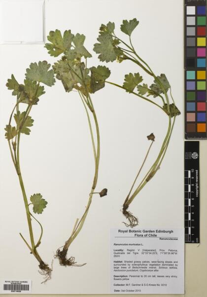 Ranunculus muricatus [Espécimen: ]