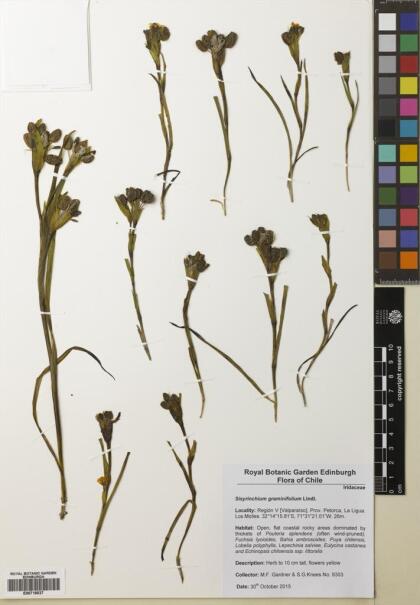 Sisyrinchium graminifolium [Espécimen: ]