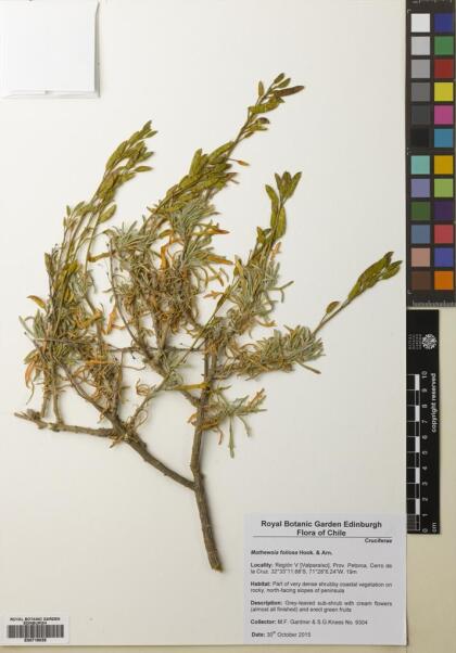 Mathewsia foliosa [Espécimen: ]
