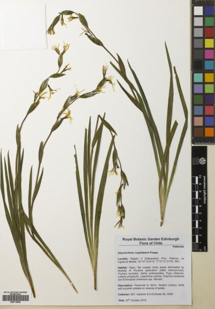 Sisyrinchium cuspidatum [Espécimen: ]